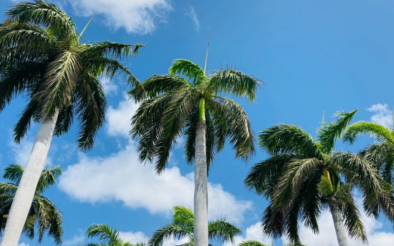 Aruba Palmbomen